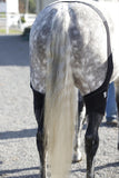 Ice Horse Stifle Wrap